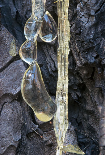 tree sap